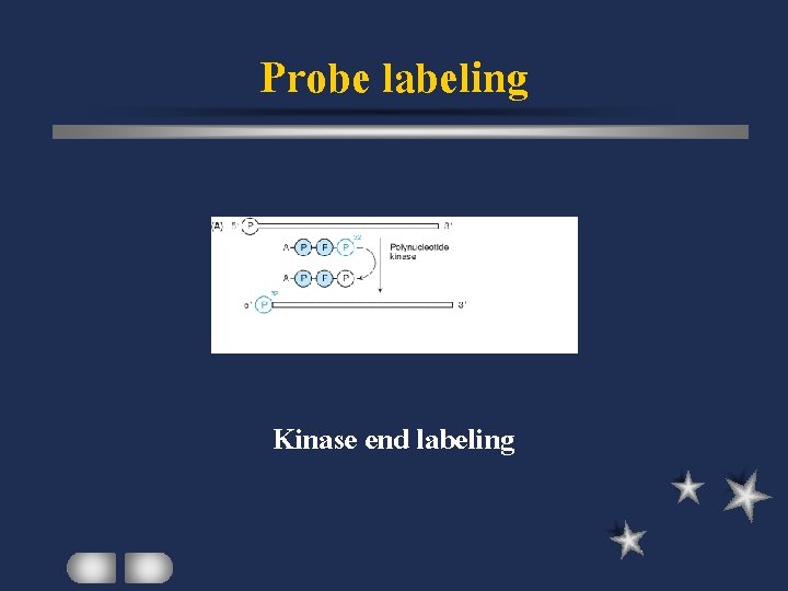 Probe labeling Kinase end labeling 