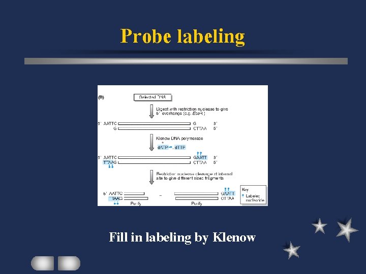 Probe labeling Fill in labeling by Klenow 