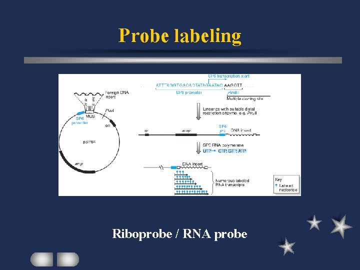 Probe labeling Riboprobe / RNA probe 