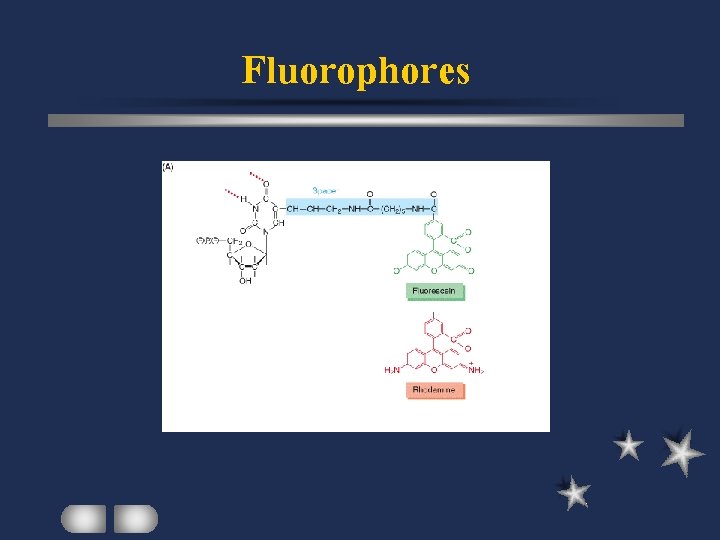 Fluorophores 