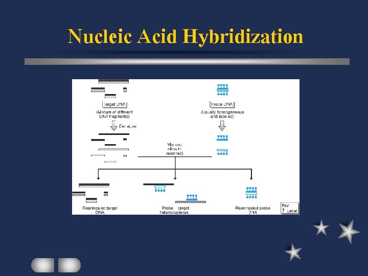 Nucleic Acid Hybridization 