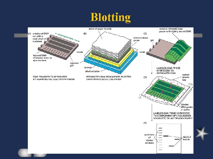 Blotting 