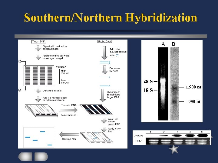 Southern/Northern Hybridization 