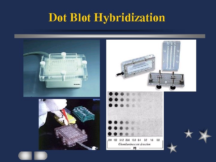 Dot Blot Hybridization 