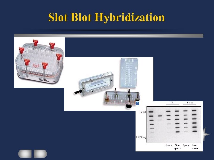 Slot Blot Hybridization 