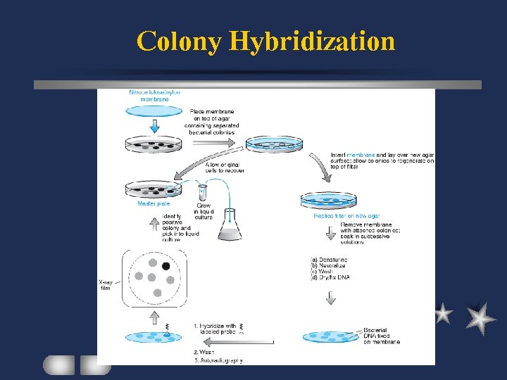 Colony Hybridization 