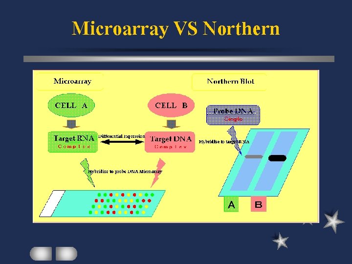 Microarray VS Northern 