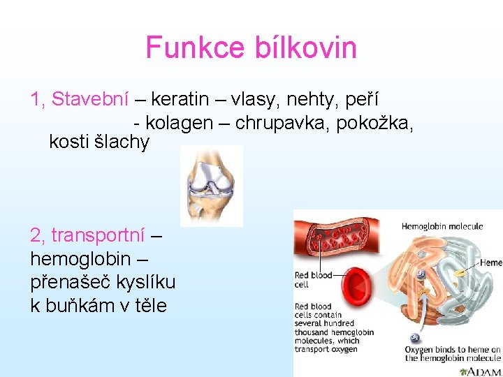 Funkce bílkovin 1, Stavební – keratin – vlasy, nehty, peří - kolagen – chrupavka,