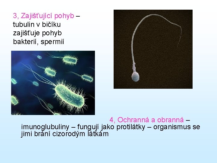 3, Zajišťující pohyb – tubulin v bičíku zajišťuje pohyb bakterií, spermií 4, Ochranná a