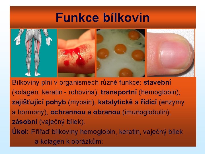 Funkce bílkovin Bílkoviny plní v organismech různé funkce: stavební (kolagen, keratin - rohovina), transportní