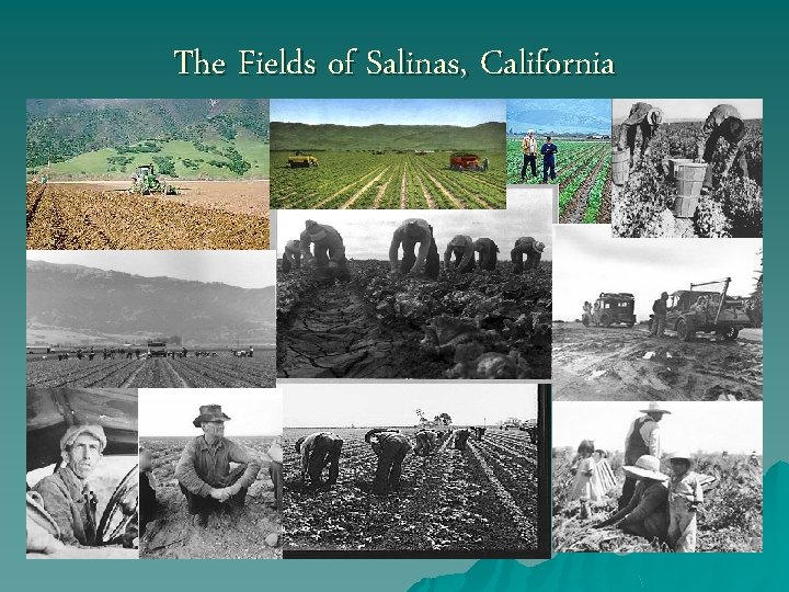 The Fields of Salinas, California 