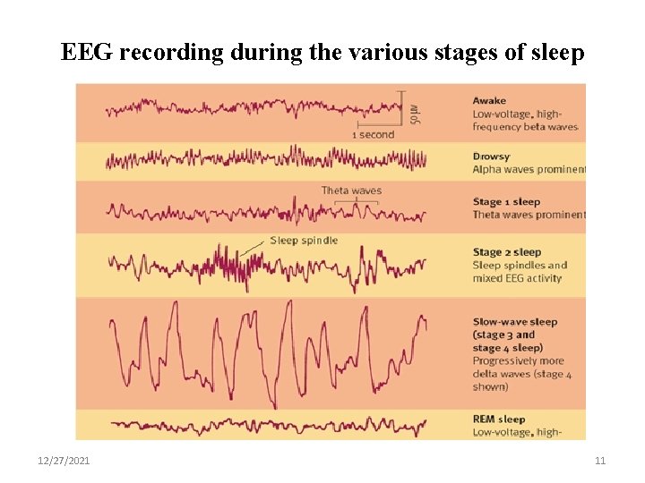 EEG recording during the various stages of sleep 12/27/2021 11 
