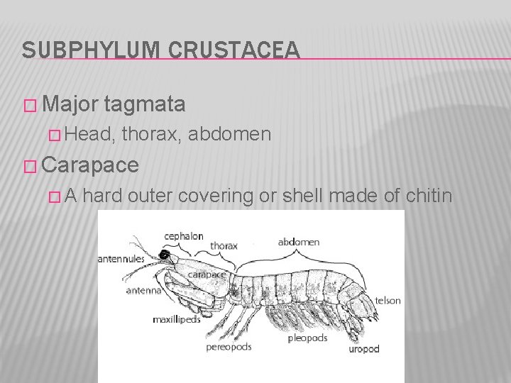 SUBPHYLUM CRUSTACEA � Major tagmata � Head, thorax, abdomen � Carapace �A hard outer
