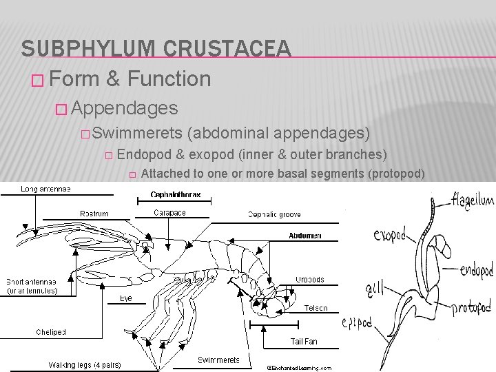 SUBPHYLUM CRUSTACEA � Form & Function � Appendages � Swimmerets � Endopod � (abdominal
