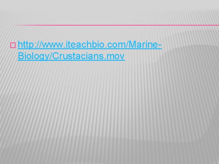 � http: //www. iteachbio. com/Marine- Biology/Crustacians. mov 