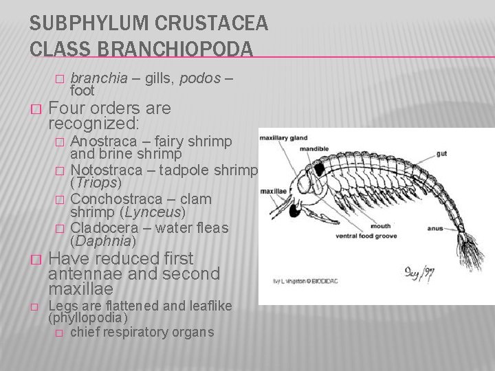 SUBPHYLUM CRUSTACEA CLASS BRANCHIOPODA � � Four orders are recognized: � � � branchia