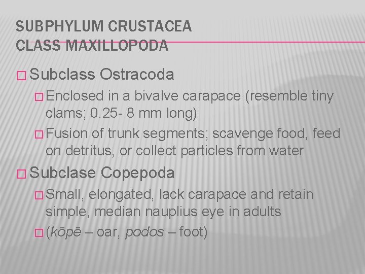 SUBPHYLUM CRUSTACEA CLASS MAXILLOPODA � Subclass Ostracoda � Enclosed in a bivalve carapace (resemble