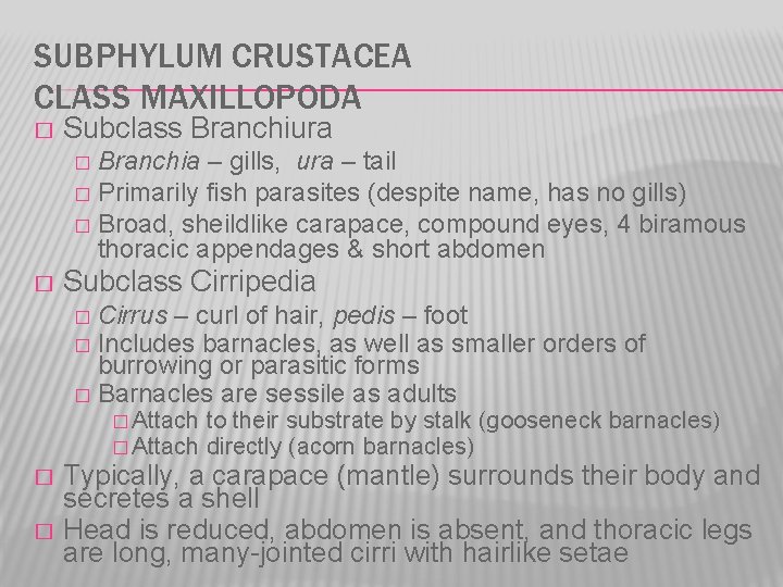 SUBPHYLUM CRUSTACEA CLASS MAXILLOPODA � Subclass Branchiura Branchia – gills, ura – tail �
