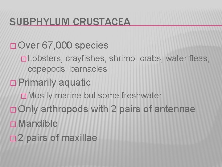 SUBPHYLUM CRUSTACEA � Over 67, 000 species � Lobsters, crayfishes, shrimp, crabs, water fleas,