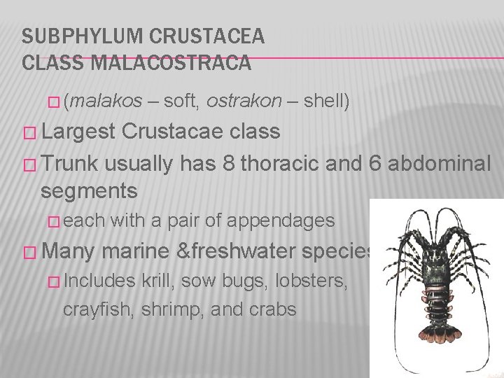 SUBPHYLUM CRUSTACEA CLASS MALACOSTRACA � (malakos – soft, ostrakon – shell) � Largest Crustacae