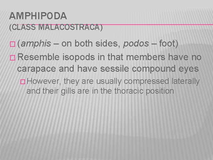 AMPHIPODA (CLASS MALACOSTRACA) � (amphis – on both sides, podos – foot) � Resemble