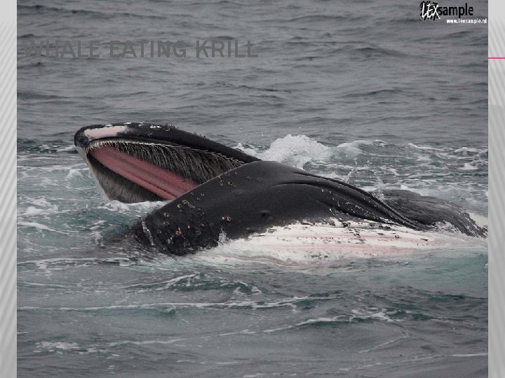 WHALE EATING KRILL 