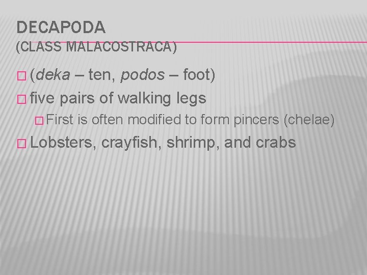 DECAPODA (CLASS MALACOSTRACA) � (deka – ten, podos – foot) � five pairs of