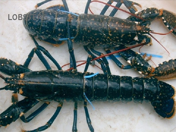 LOBSTERS 