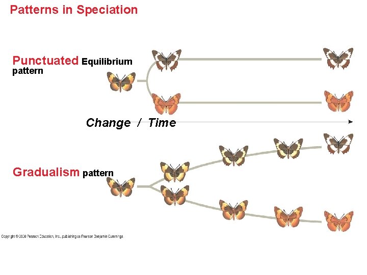 Patterns in Speciation Punctuated Equilibrium pattern Change / Time Gradualism pattern 