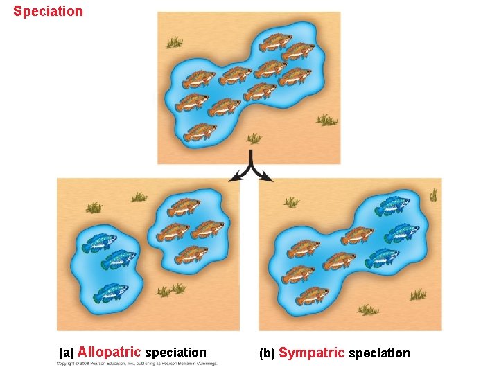 Speciation (a) Allopatric speciation (b) Sympatric speciation 