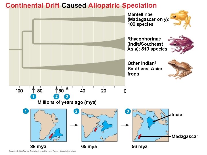 Continental Drift Caused Allopatric Speciation Mantellinae (Madagascar only): 100 species Rhacophorinae (India/Southeast Asia): 310