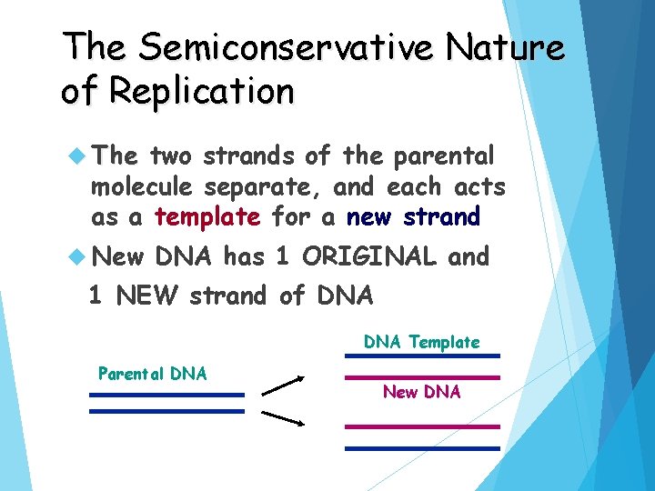 The Semiconservative Nature of Replication The two strands of the parental molecule separate, and