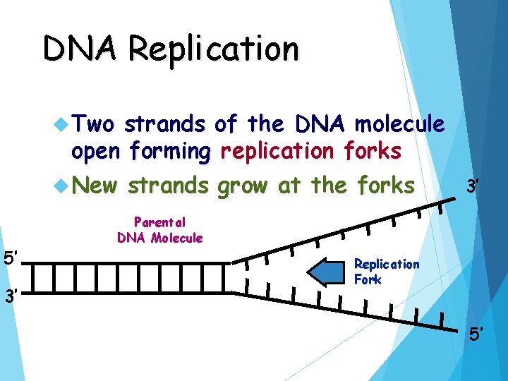 DNA Replication Two strands of the DNA molecule open forming replication forks New strands