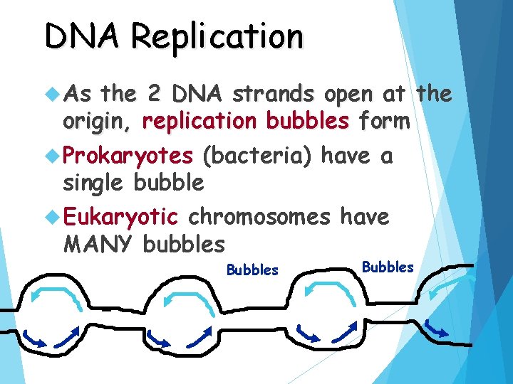 DNA Replication As the 2 DNA strands open at the origin, replication bubbles form