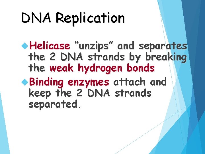 DNA Replication Helicase “unzips” and separates the 2 DNA strands by breaking the weak