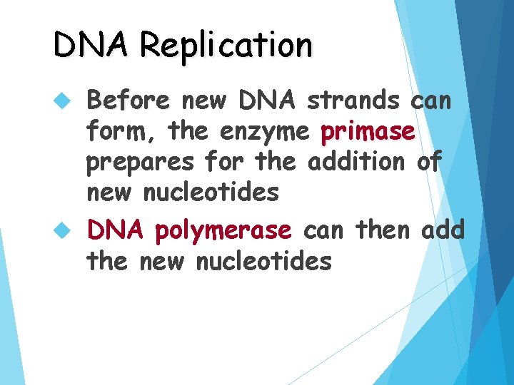 DNA Replication Before new DNA strands can form, the enzyme primase prepares for the