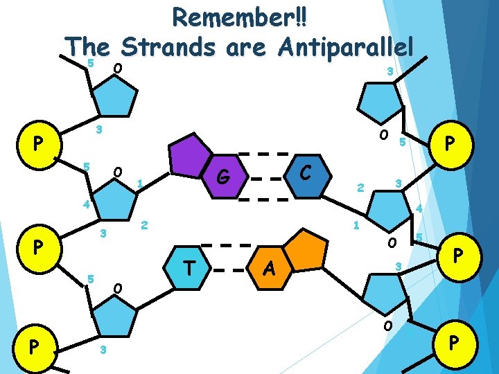 Remember!! The Strands are Antiparallel 5 O 3 3 P 5 O O C