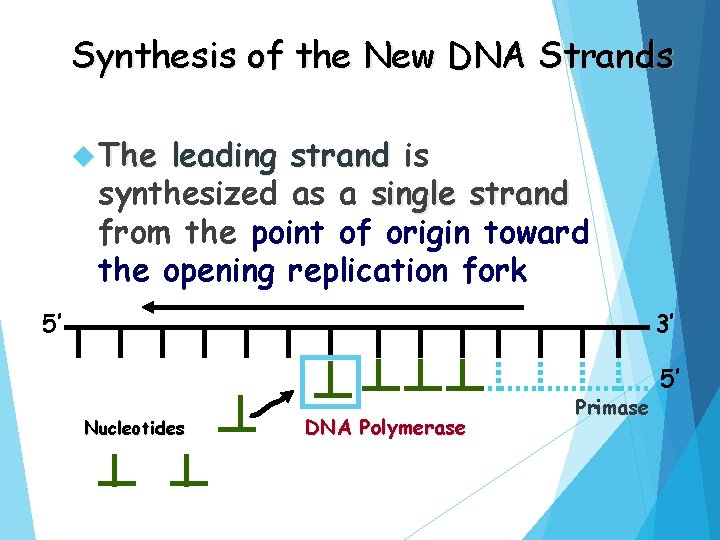 Synthesis of the New DNA Strands The leading strand is synthesized as a single