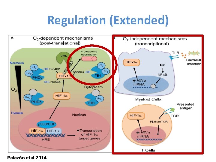 Regulation (Extended) Palazón etal 2014 