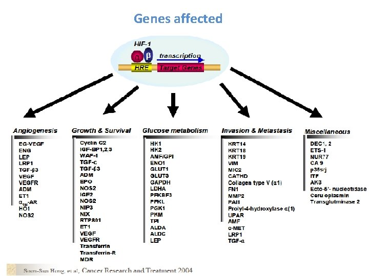 Genes affected 