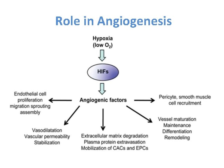 Role in Angiogenesis 