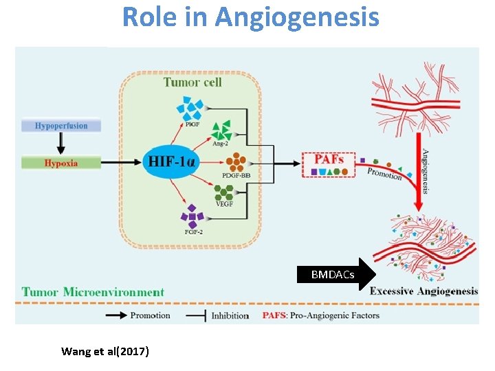 Role in Angiogenesis BMDACs Wang et al(2017) 