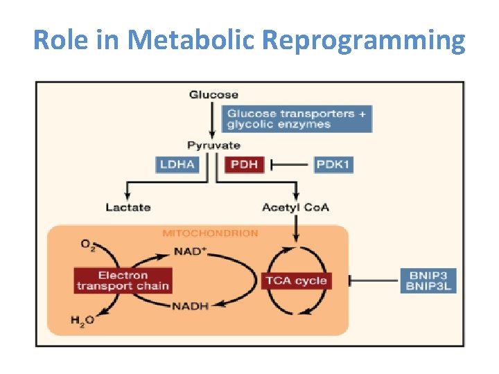 Role in Metabolic Reprogramming 