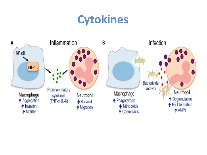 Cytokines 
