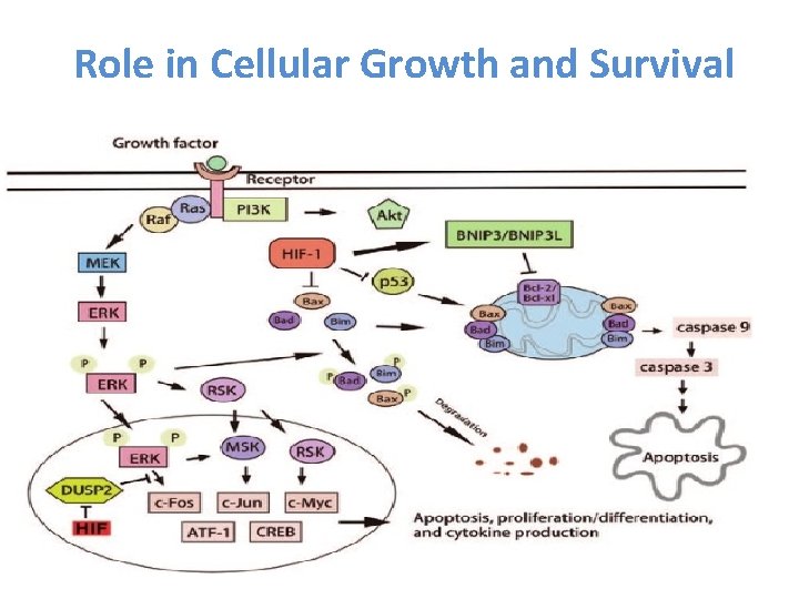 Role in Cellular Growth and Survival 