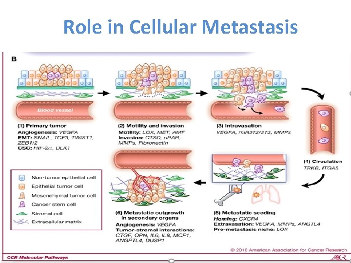 Role in Cellular Metastasis 