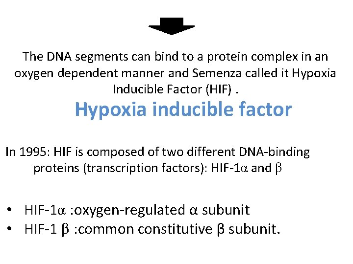 The DNA segments can bind to a protein complex in an oxygen dependent manner