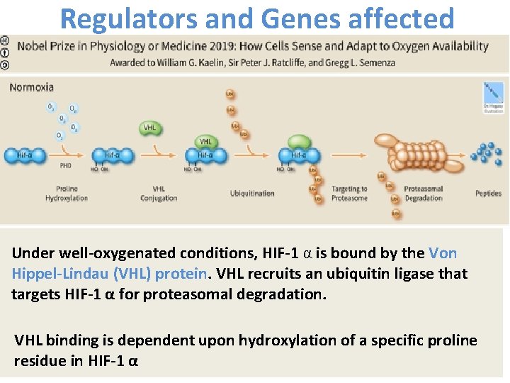 Regulators and Genes affected Under well-oxygenated conditions, HIF-1 α is bound by the Von