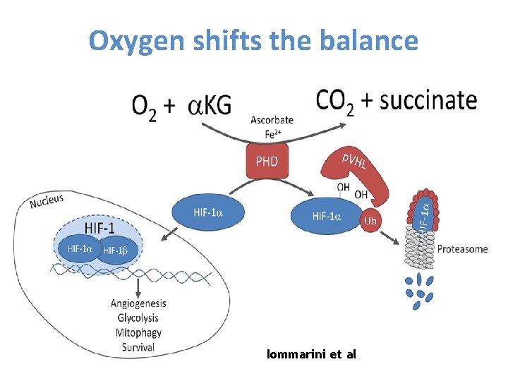 Oxygen shifts the balance Iommarini et al 