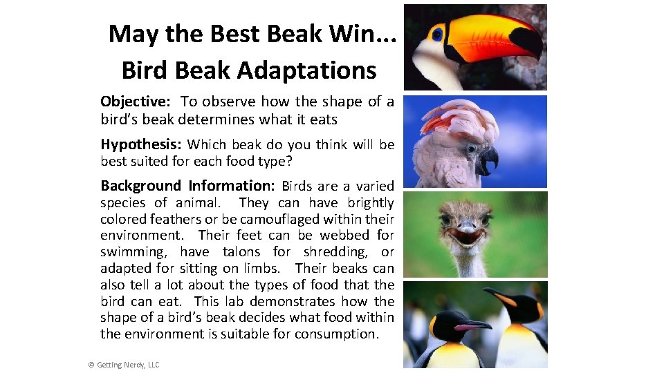 May the Best Beak Win. . . Bird Beak Adaptations Objective: To observe how